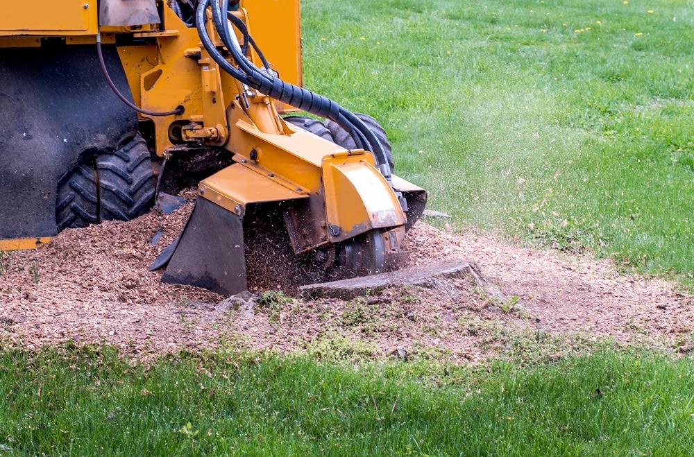 Stump removal service clearing yard space after tree removal in Massachusetts