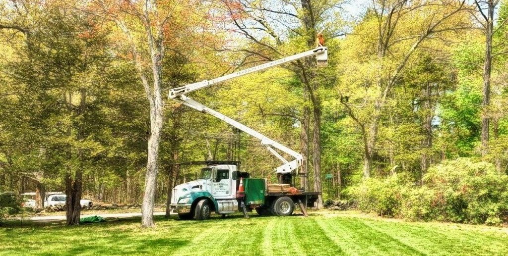 Marquis team member getting ready to prune a tree in a residential area