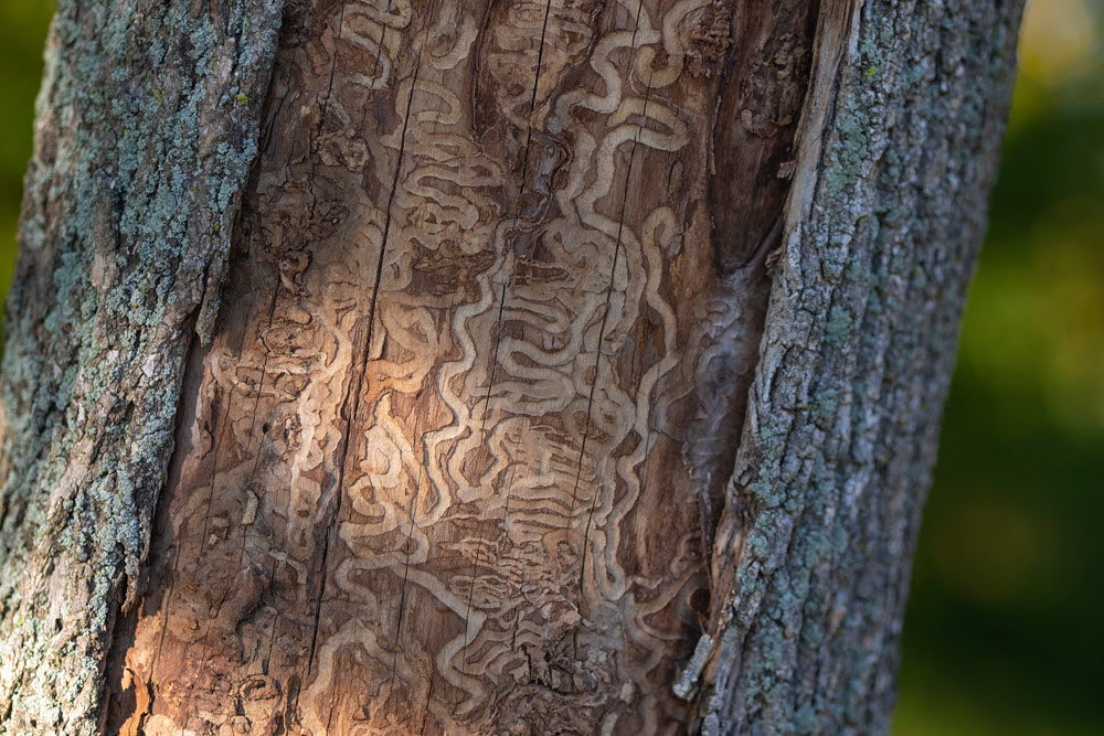 Tree with a health concern and before any tree health care