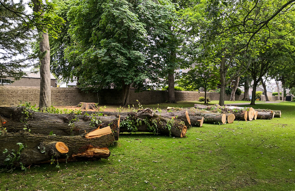Trees after a tree removal service