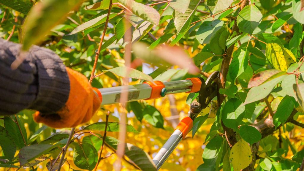 Tree service professional pruning tree branches at a residential property in Massachusetts