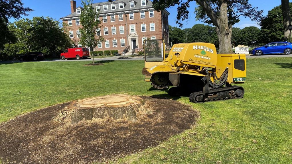 Large stump removal after tree cutting