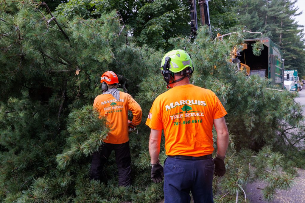 Arborist and ground crew coordinating tree removal using tree equipment