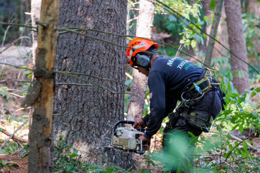 Tree service workers wearing safety gear while performing tree removal