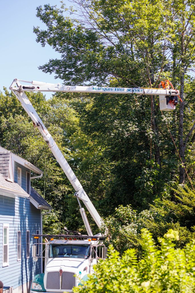 Bucket truck used for high branch pruning
