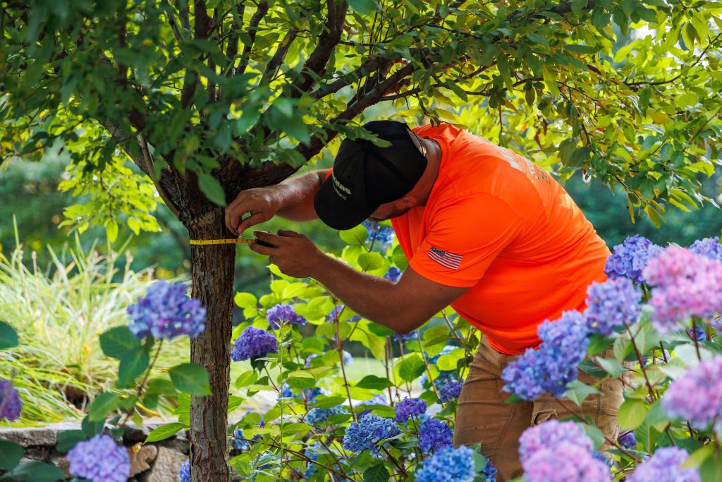 team member measuring tree for inspection