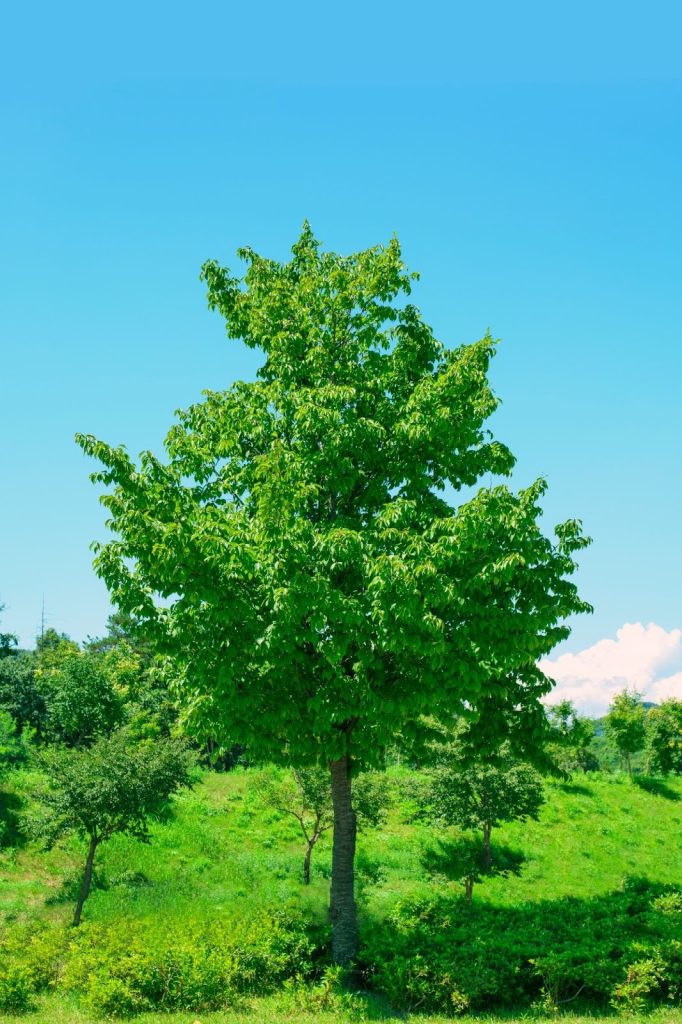 healthy tree