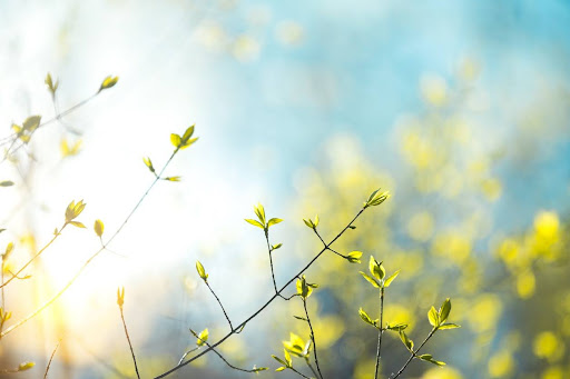 Spring blossoms